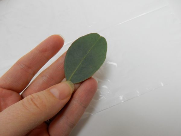 Remove the smooth Eucalyptus leaves from the stem.