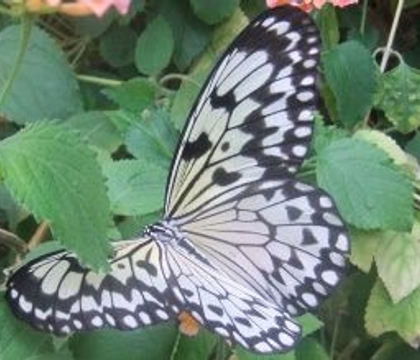 A lots of stuff and things