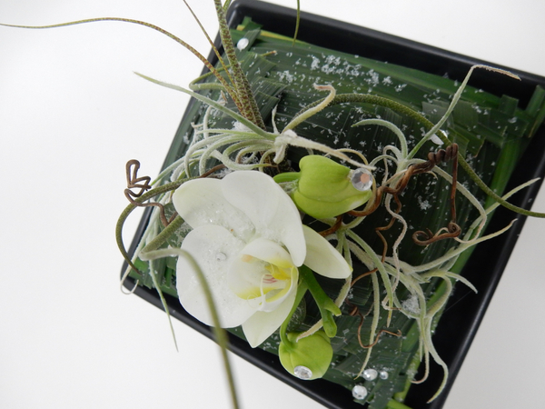 Phalaenopsis orchid, air plants, monkey grass, rosary vine and vine tendrils snow design