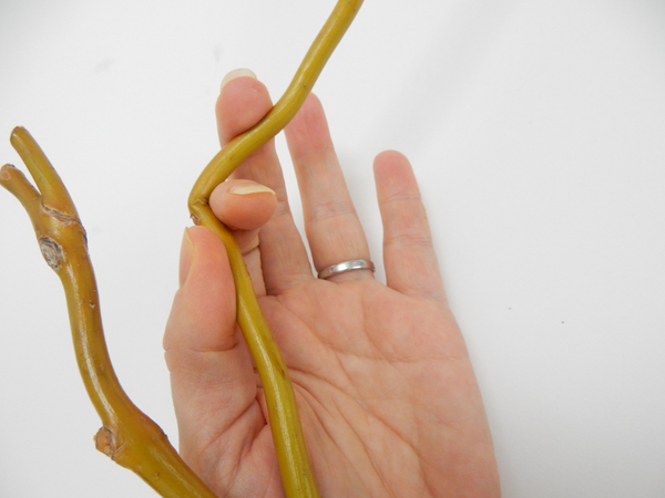 Use your finger to cushion the fresh willow stem as you bend it at an angle