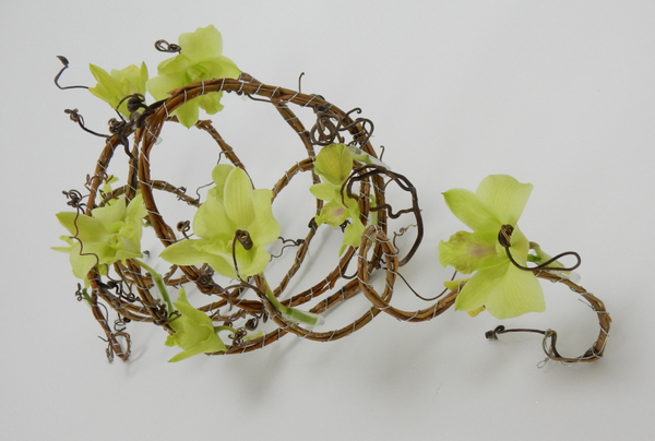 Dendrobium orchid, willow and grape vine tendrils
