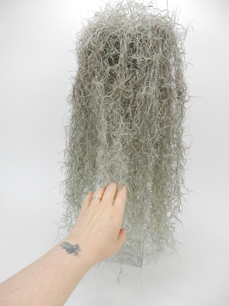 Gently comb down the Spanish Moss to cover the glass evenly