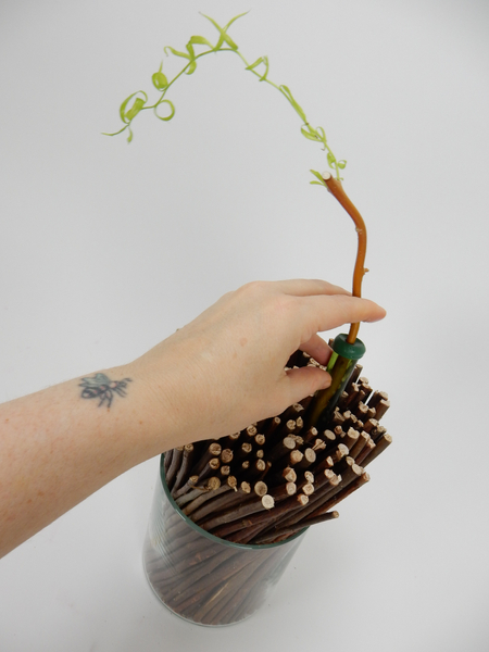 Place a sprouting willow twig in a large water filled tube