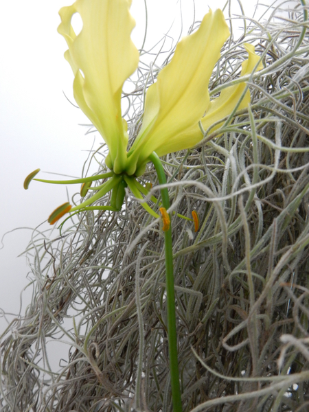 Yellow Gloriosa and Tillandsia Usneoides