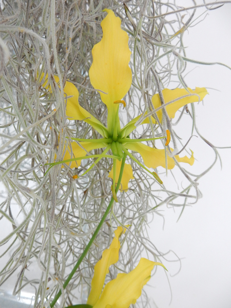 Yellow Gloriosa