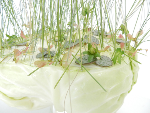 Blades of grass in the cabbage Blades of grass in the cabbage