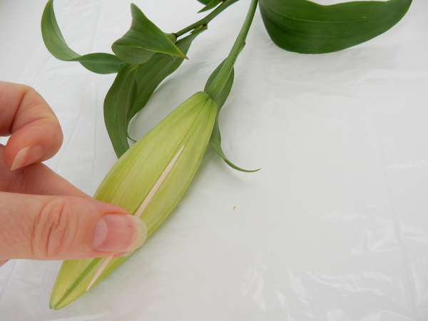 measure a stick to be just smaller than the flower bud