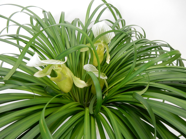 Lady slipper orchids and lily grass