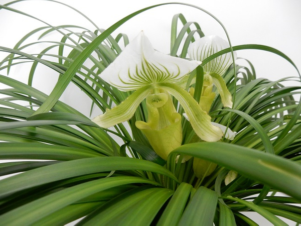 Paphiopedilum - Lady Slipper, Slipper orchid