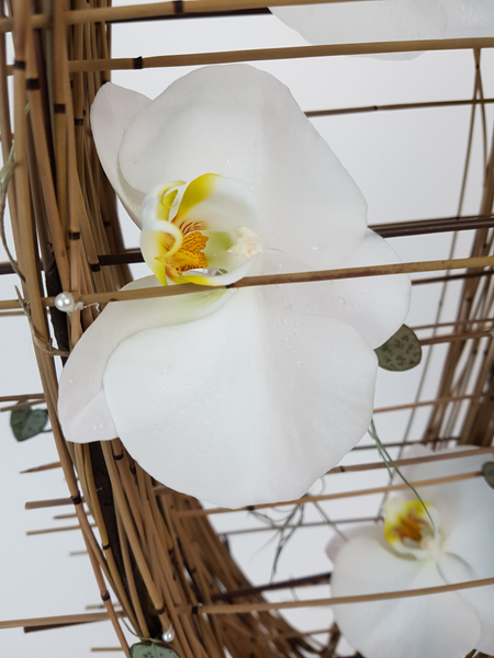 Phalaenopsis orchid in the reed cradle armature