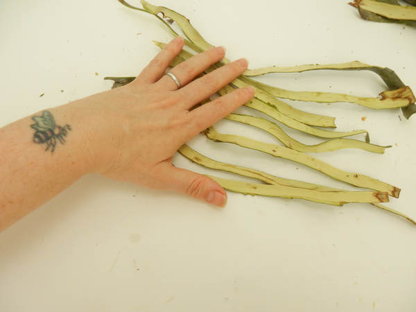 Set strips of willow bark down horizontally on a flat working surface