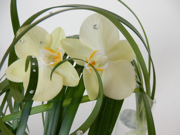 Phalaenopsis orchids on a woven lily grass structure.