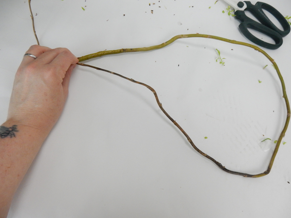 Bend a long willow stem to loop
