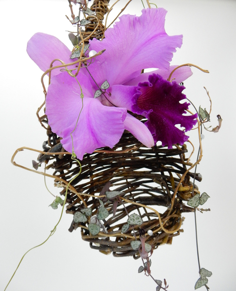Cattleya orchid and rosary vine in a willow nest