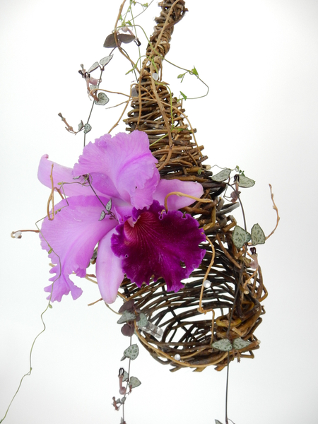 Cattleya orchid in a willow nest