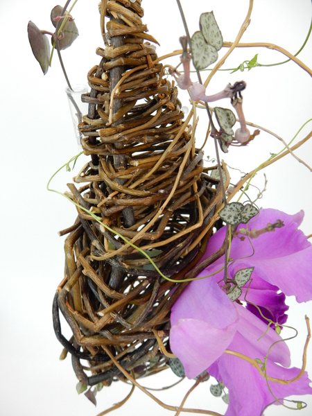 Ceropegia woodii flowers