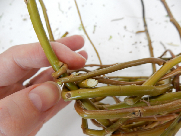 Create the opening by looping back the stem at the last willow twig