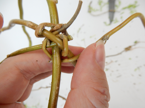 Start weaving the stem in and out around the stems