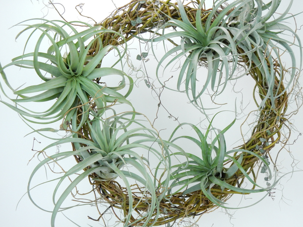 Succulent and Air Plant wreath