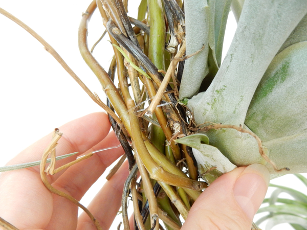 Tutorials - Hanging Tillandsia