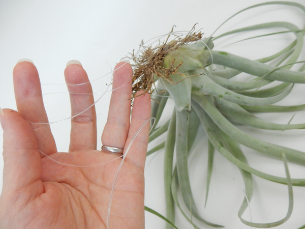 Tutorials - Hanging Tillandsia