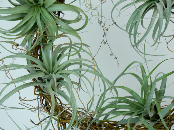 Tillandsia and rosary vine wreath