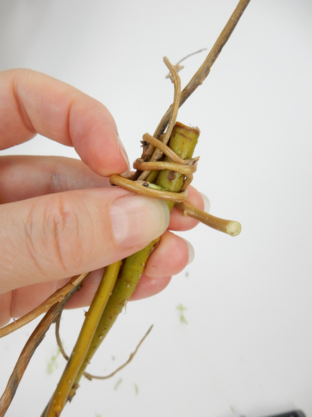 Wrap a thin willow stem around the looped stems