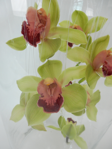 Cymbidium orchids