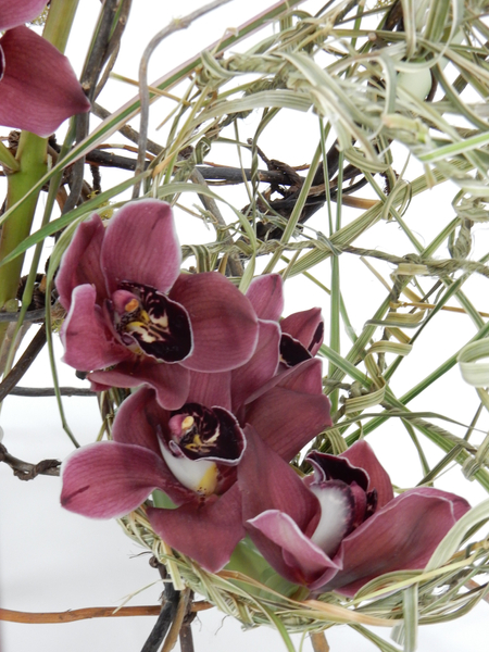 Cymbidium orchids nestled in the grass bird's nest