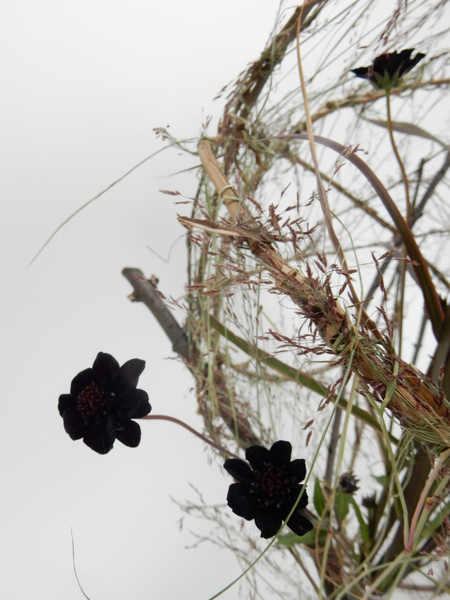 Chocolate cosmos flower in the twig cup