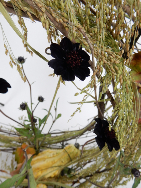 Chocolate cosmos on the armature