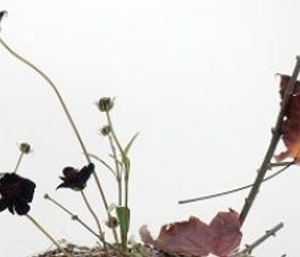 All things Autumn (by which I mean all things chocolate): Another perspective