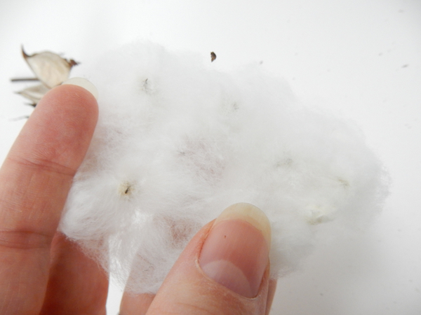 Gently fluff out the cotton to find the seed