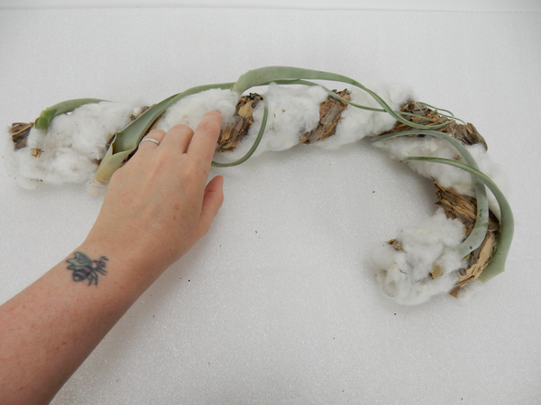 Glue in a few air plants