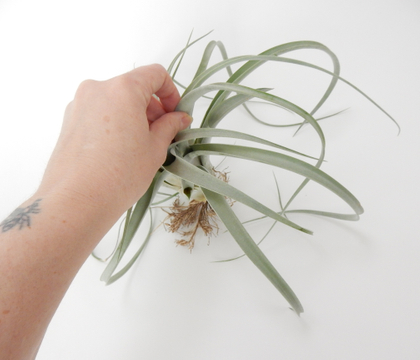 Cover the ends of the individual air plant leaves with cotton before adding it to the design