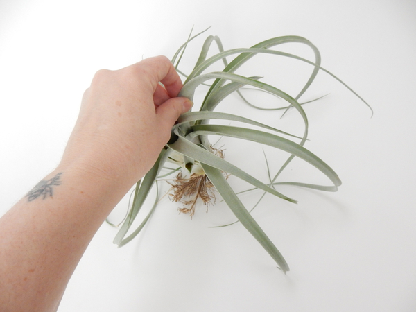 Reach into the Tillandsia plant