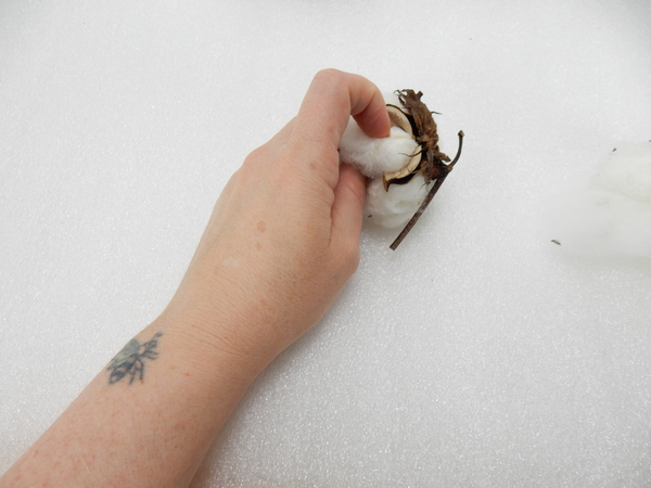 Remove the fluff from a cotton pod Remove the fluff from a cotton pod