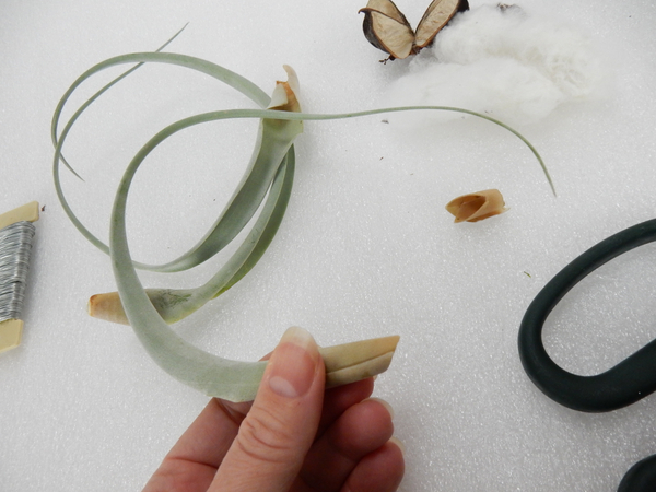 Roll the Tillandsia Roll the Tillandsia