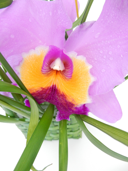 Cattleya orchid in a grass basket