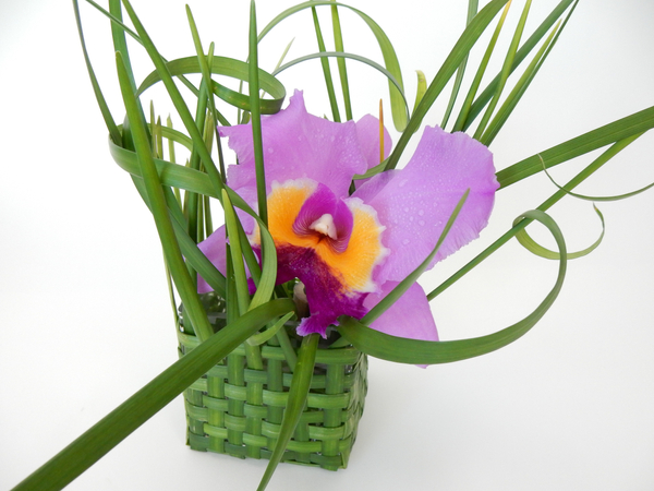 Cattleya orchid in a loosely woven grass basket