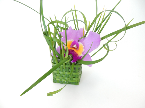 Cattleya orchid in a woven lily grass basket