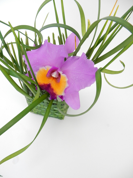 Cattleya orchid in a woven grass basket