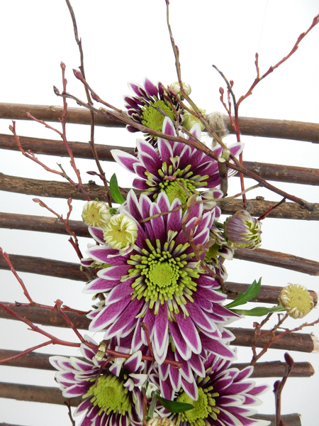 Chrysanthemums and early buds