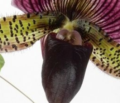 As special as an almost never find