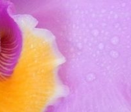 What is in a basket of spectacular?