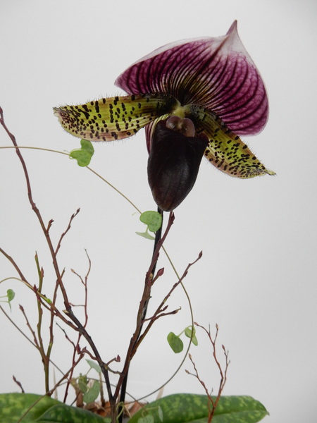 Lady slipper orchid and rosary vine