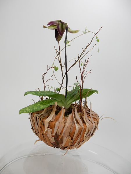 Lady slipper orchid in a bark bowl