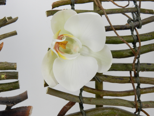 Barely open white Phalaenopsis orchid