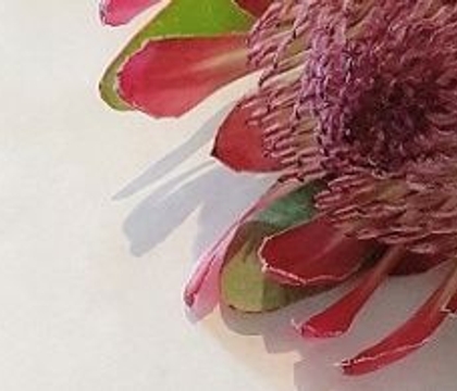 Biomimicry