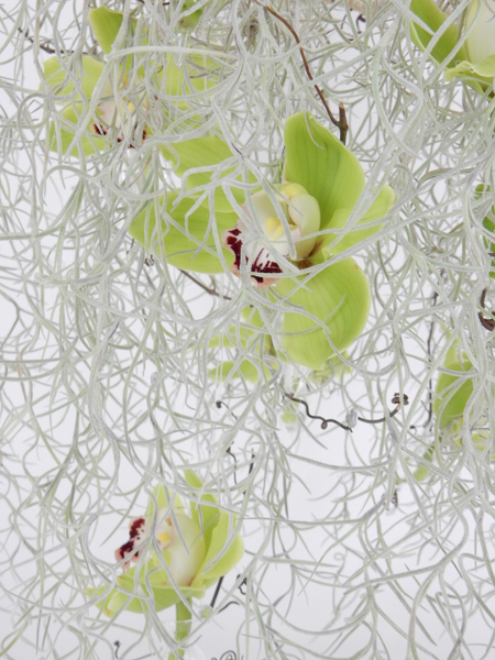 Tillandsia Usneoides and Cymbidium